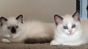 Tacori's two little sweethearts!